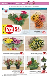 Chrysanthèmes Angebote im Prospekt "U EXPRESS" von U Express auf Seite 28