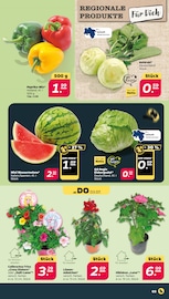 Aktueller Netto mit dem Scottie Prospekt mit Zimmerpflanzen, "Günstig. Besser. Für Dich.", Seite 3