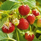Erdbeeren für 1,29 € bei Hagebaumarkt im Angebot Erdbeeren im aktuellen Hagebaumarkt Prospekt