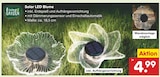 Solar LED Blume im Netto Marken-Discount Prospekt Solar LED Blume von im aktuellen Netto Marken-Discount Prospekt für 4,99 €
