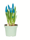Zwiebelblumen 9-cm-Topf bei toom Baumarkt im Oberstaufen Prospekt für 1,99 €