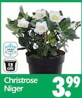 Christrose Niger Angebote bei Wreesmann Dresden für 3,99 €