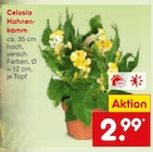 Celosia Hahnenkamm im Angebot bei Netto Marken-Discount in Mainz Celosia Hahnenkamm Angebote bei Netto Marken-Discount Mainz für 2,99 €