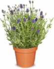 Lavendel im Angebot bei Netto Marken-Discount in Bergisch Gladbach Lavendel Angebote bei Netto Marken-Discount Bergisch Gladbach für 2,29 €