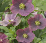 Lenzrose im Angebot bei Pflanzen Kölle in Sindelfingen Lenzrose Angebote bei Pflanzen Kölle Sindelfingen für 13,99 €