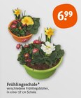 Frühlingsschale von  im aktuellen tegut Prospekt für 6,99 €