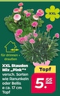 XXL Stauden Mix Pink Angebote bei Netto mit dem Scottie Lutherstadt Wittenberg für 5,55 €