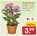 Chrysanthemen im Angebot bei Netto Marken-Discount in Singen Chrysanthemen Angebote bei Netto Marken-Discount Singen für 3,99 €