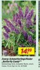 Zwerg-Schmetterlingsflieder 'Butterfly Candy' bei toom Baumarkt im Nordhausen Prospekt für 14,99 €