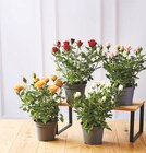 Rosier dans le catalogue U Express