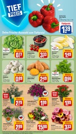 Blumen im REWE Prospekt in Dorsten Aktueller REWE Prospekt mit Blumen, "Dein Markt", Seite 5
