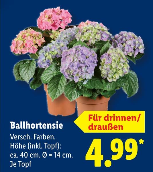 Ballhortensie