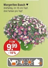 Aktuelles Margeriten Busch Angebot bei V-Markt in Regensburg ab 9,99 €