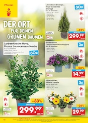 Aktueller Netto Marken-Discount Prospekt mit Blumen, "netto-online.de - Exklusive Angebote", Seite 18