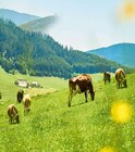Aktuelle Sahne Angebote bei REWE in Bochum Aktuelles LAC Schlagsahne Angebot bei REWE in Bochum ab 1,49 €
