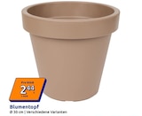 Blumentopf Angebote bei Action Wuppertal für 2,44 €