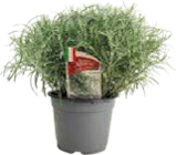 Globus-Baumarkt Horb - Italienische Herbst- und Duftkräuter Angebot im Prospekt Italienische Herbst- und Duftkräuter bei Globus-Baumarkt im Horb Prospekt für 2,99 €