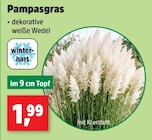 Pampasgras im Angebot bei Thomas Philipps in Arnsberg Pampasgras Angebote bei Thomas Philipps Arnsberg für 1,99 €