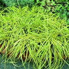 Carex Oshimensis Evergold jaune botanic. Le pot de 4 litres - BOTANIC® - Botanic Carex Oshimensis Evergold jaune botanic. Le pot de 4 litres - BOTANIC® à 16,99 € dans le catalogue Botanic