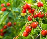 Tuteur spirale à tomates à Rural Master dans La Selve