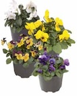 Hornveilchen/Stiefmütterchen (Viola Cornuta/F1-Hybriden) Angebote bei OBI Görlitz für 0,79 €