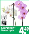 Orchideen Phalaenopsis Angebote bei Wreesmann Bremerhaven für 4,49 €