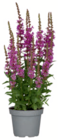 toom Baumarkt Riedstadt Prospekt mit  im Angebot für 7,99 €