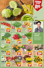 Kakteen Angebot im aktuellen REWE Prospekt auf Seite 9
