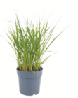 Aktuelle Pflanzen Angebote bei toom Baumarkt in Wolfsburg Aktuelles Gräser Angebot bei toom Baumarkt in Wolfsburg ab 19,99 €