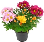 Penny Osterburken - Chrysanthemen-Trio Angebot im Prospekt Chrysanthemen-Trio bei Penny im Osterburken Prospekt für 1,59 €