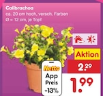 Calibrachoa im Angebot bei Netto Marken-Discount in Sindelfingen Calibrachoa Angebote bei Netto Marken-Discount Sindelfingen für 1,99 €
