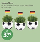 Sagina Moos im V-Markt Prospekt Sagina Moos von im aktuellen V-Markt Prospekt für 3,99 €