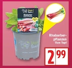 Rhabarberpflanzen von Veggie Sisters im aktuellen EDEKA Prospekt