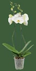 Zimmerpflanzen im EDEKA Prospekt Orchidee Phalaenopsis im aktuellen EDEKA Prospekt für 6,99 €