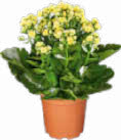 Kalanchoe im Angebot bei Netto Marken-Discount in Dülmen Kalanchoe Angebote bei Netto Marken-Discount Dülmen für 1,99 €