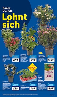 Blumentopf im Lidl Prospekt "LIDL LOHNT SICH" mit 61 Seiten (Heilbronn)
