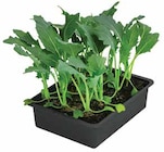 Aktuelle Kohlrabi Angebote bei Dehner Garten-Center in Bonn Aktuelles Kohlrabi Weiss Angebot bei Dehner Garten-Center in Bonn ab 2,89 €