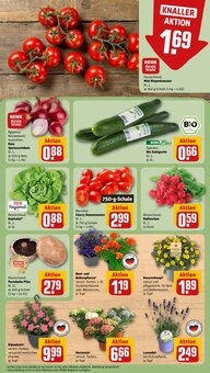 Hortensie im REWE Prospekt "Dein Markt" mit 16 Seiten (Mainz)
