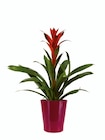 Vriesea et Guzmania - Lidl Vriesea et Guzmania à 6,99 € dans le catalogue Lidl