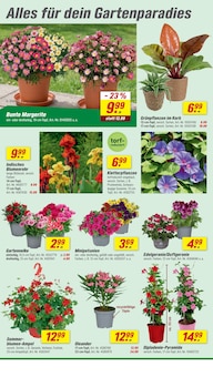 Blumen im toom Baumarkt Prospekt "Respekt, wer's selber macht." mit 26 Seiten (Krefeld)