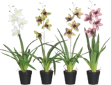 Aktuelles Kunstpflanze Aloe Vera oder Orchidee im Topf Angebot bei tegut in Frankfurt (Main) ab 9,99 €