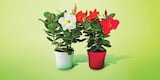 Dipladenia Pot 14 cm dans le catalogue Netto