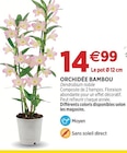Orchidée bambou en promo chez Delbard Saint-Denis à 14,99 €