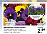 Stiefmütterchen Angebot in Römerstein Stiefmütterchen im aktuellen Prospekt bei BayWa Bau- und Gartenmärkte in Römerstein