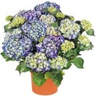 Aktuelles Hortensie XL Angebot bei Kaufland in Dresden ab 10,99 €