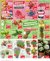 Aktueller Kaufland Prospekt mit Blumen, "Aktuelle Angebote", Seite 5