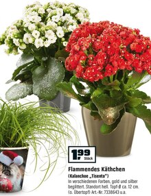 Flammendes Käthchen (Kalanchoe „Tisento“) bei OBI in Heinsberg Flammendes Käthchen (Kalanchoe „Tisento“) im Angebot bei OBI Heinsberg für 1,99 €