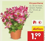 Chrysantheme bei Netto Marken-Discount im Steinfeld Prospekt für 1,99 €