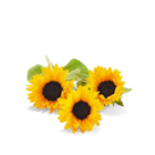 Sonnenblumenöl Angebote von K-CLASSIC bei Kaufland Neuss für 1,29 €