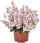Elfensporn oder »Gartennelke« im Angebot bei REWE in Kiel Elfensporn oder »Gartennelke« Angebote von REWE Beste Wahl bei REWE Kiel für 2,29 €